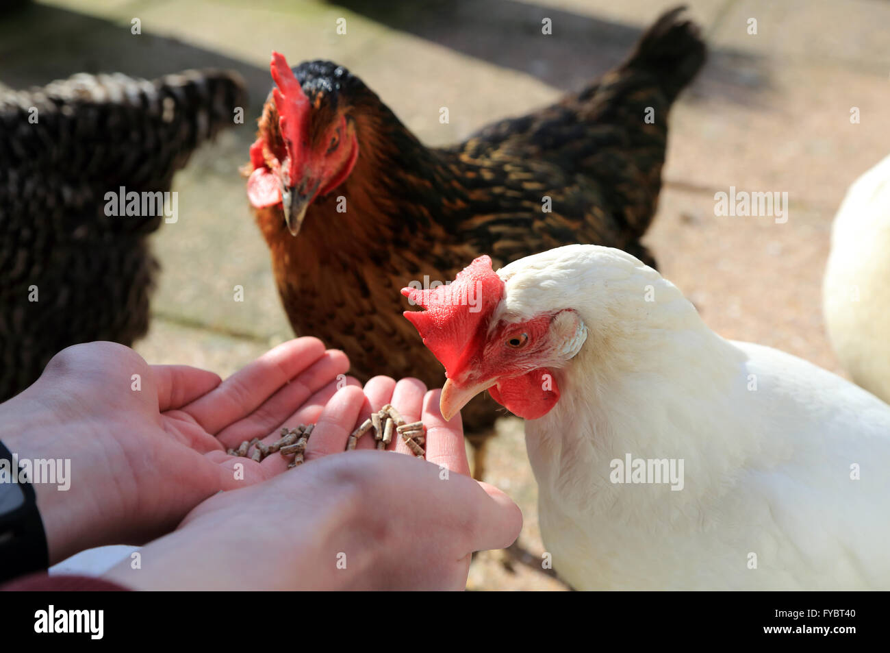 Rhode Rock and Bason white pet chickens being fed by hand in garden in