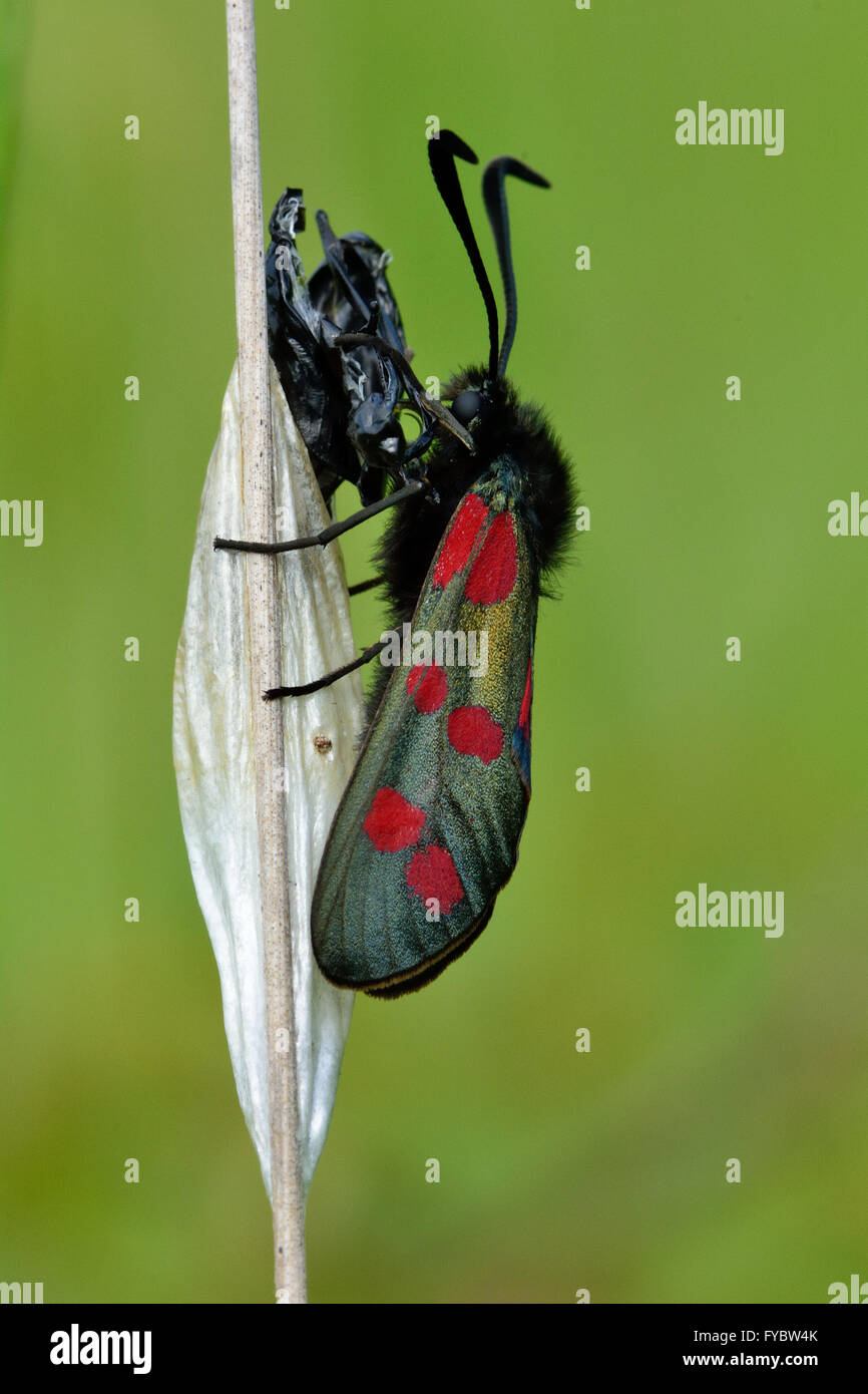 Six-spot burnet (Zygaena filipendulae) after emerging. A freshly emerged moth in the family Zygaenidae next to an old cocoon Stock Photo