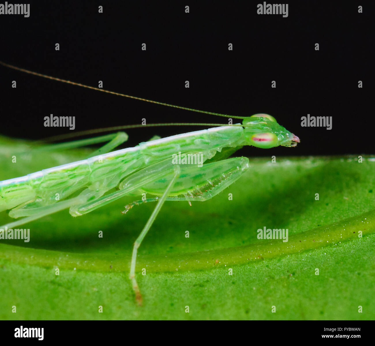 Praying Mantis Nymph, New South Wales, Australia Stock Photo Alamy