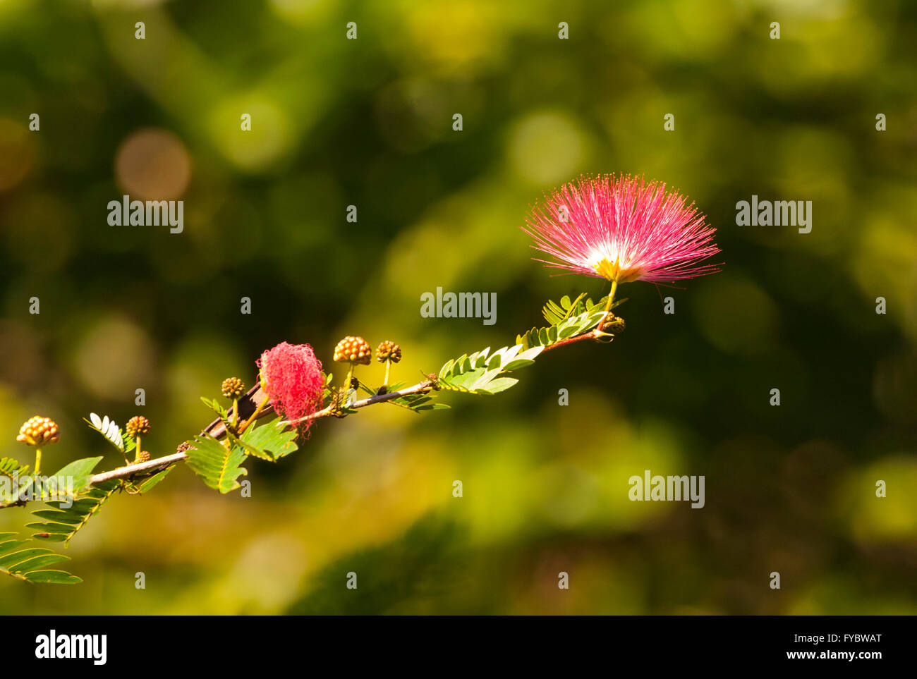 Myrtaceae flower, Far North Queensland, FNQ, QLD, Australia Stock Photo