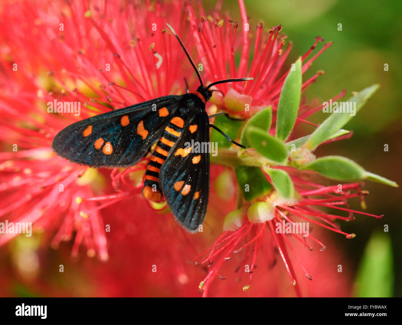 Tiger Moth (Armerila rubripes), New South Wales, Australia Stock Photo