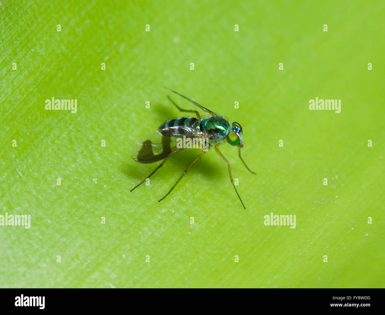Green Long legged Fly (Austrosciapus connexus), New South Wales, Australia Stock Photo