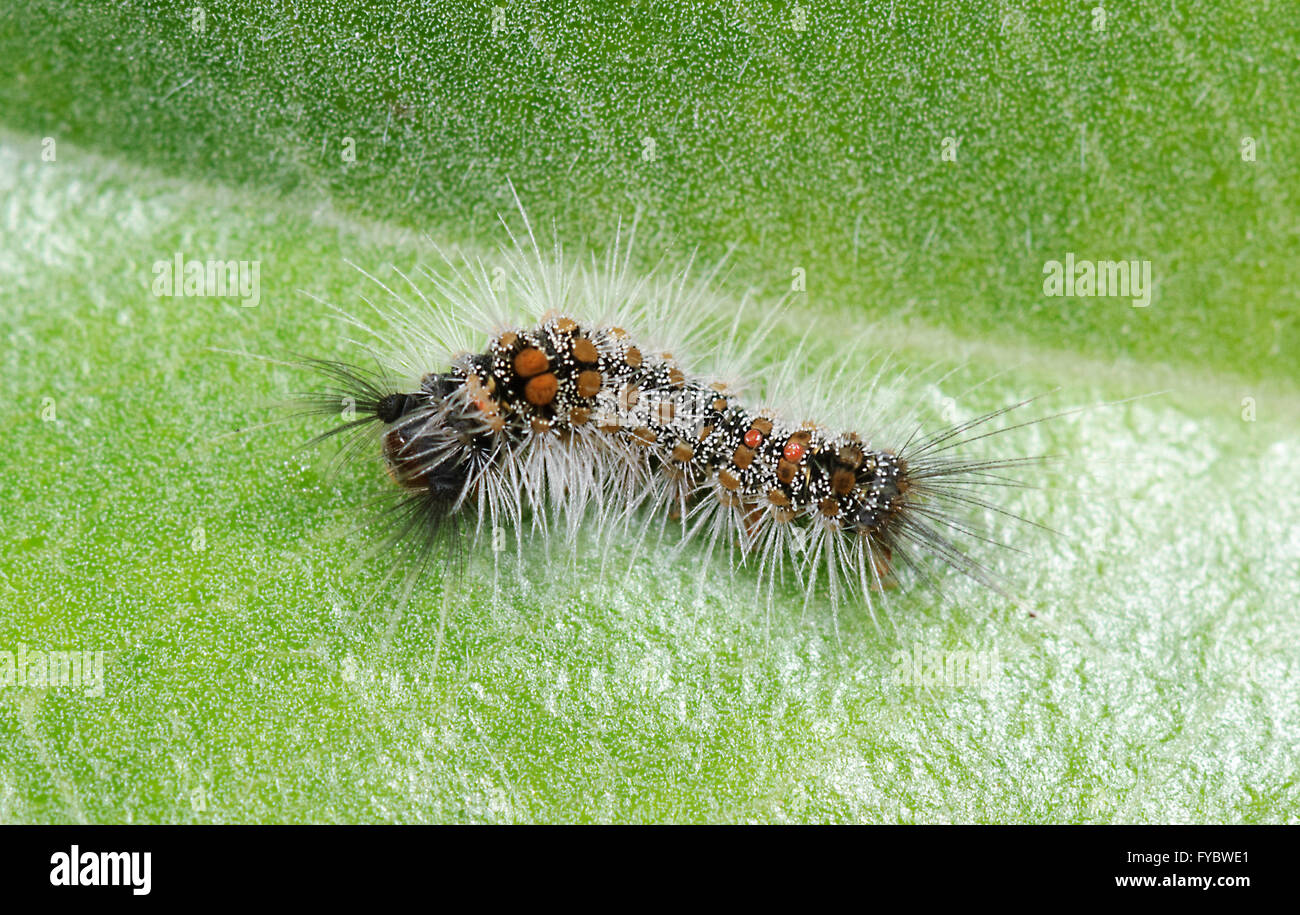 Omnivorous Tussock Moth Caterpillar, (Acyphas semiochrea), New South Wales, Australia Stock Photo