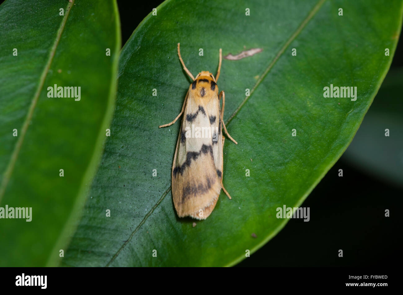 Lithosiinae Moth, New South Wales, Australia Stock Photo
