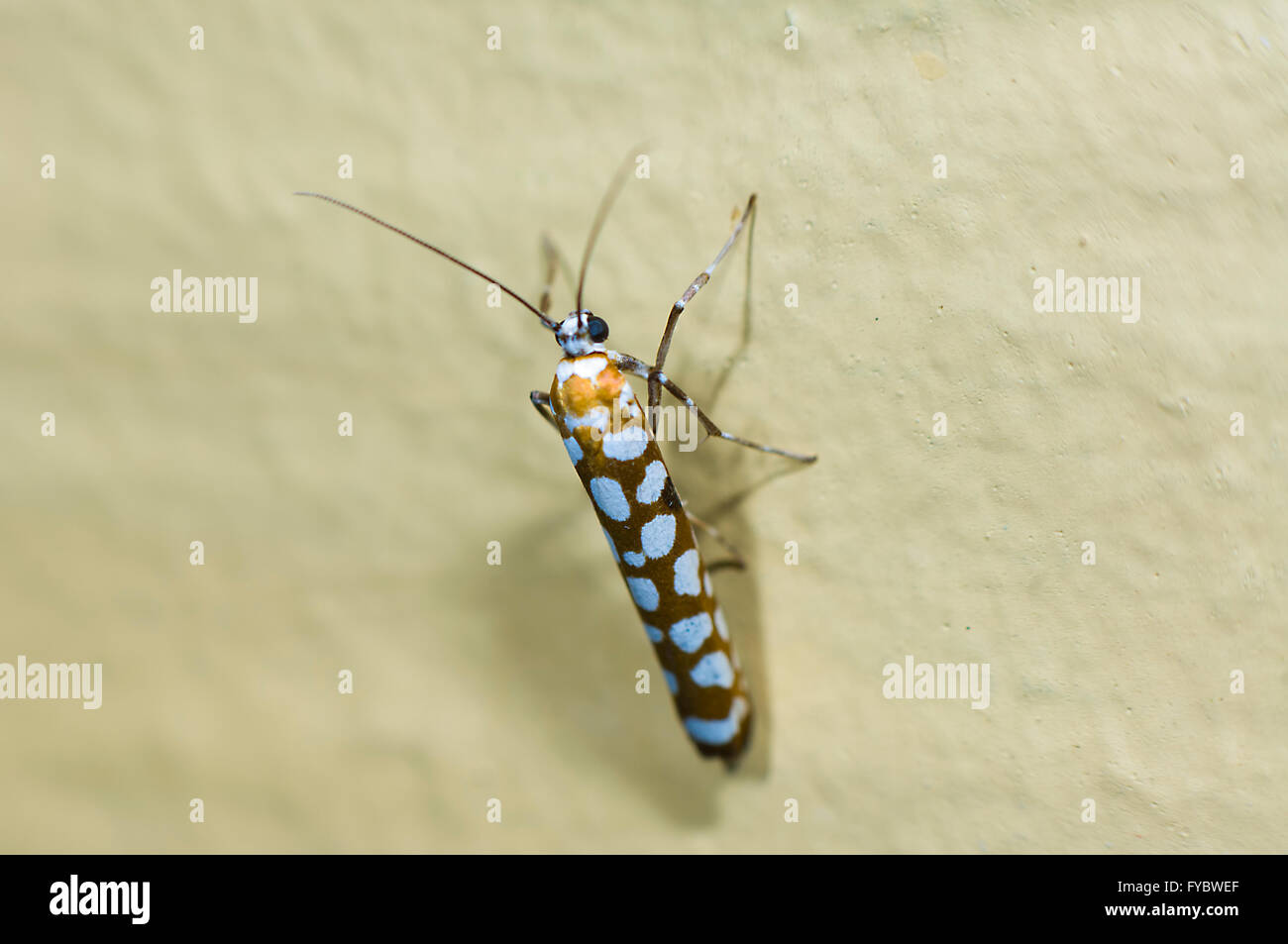 Ermine Moth (Yponomeutidae), Northern Queensland, Australia Stock Photo