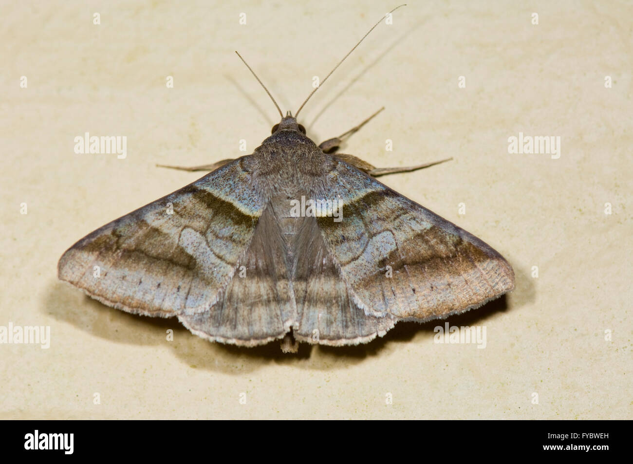 Mocis trifasciata Moth, Far North Queensland, FNQ, QLD, Australia Stock Photo