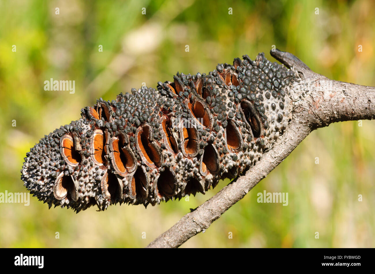 Banksia seed hi-res stock photography and images - Alamy