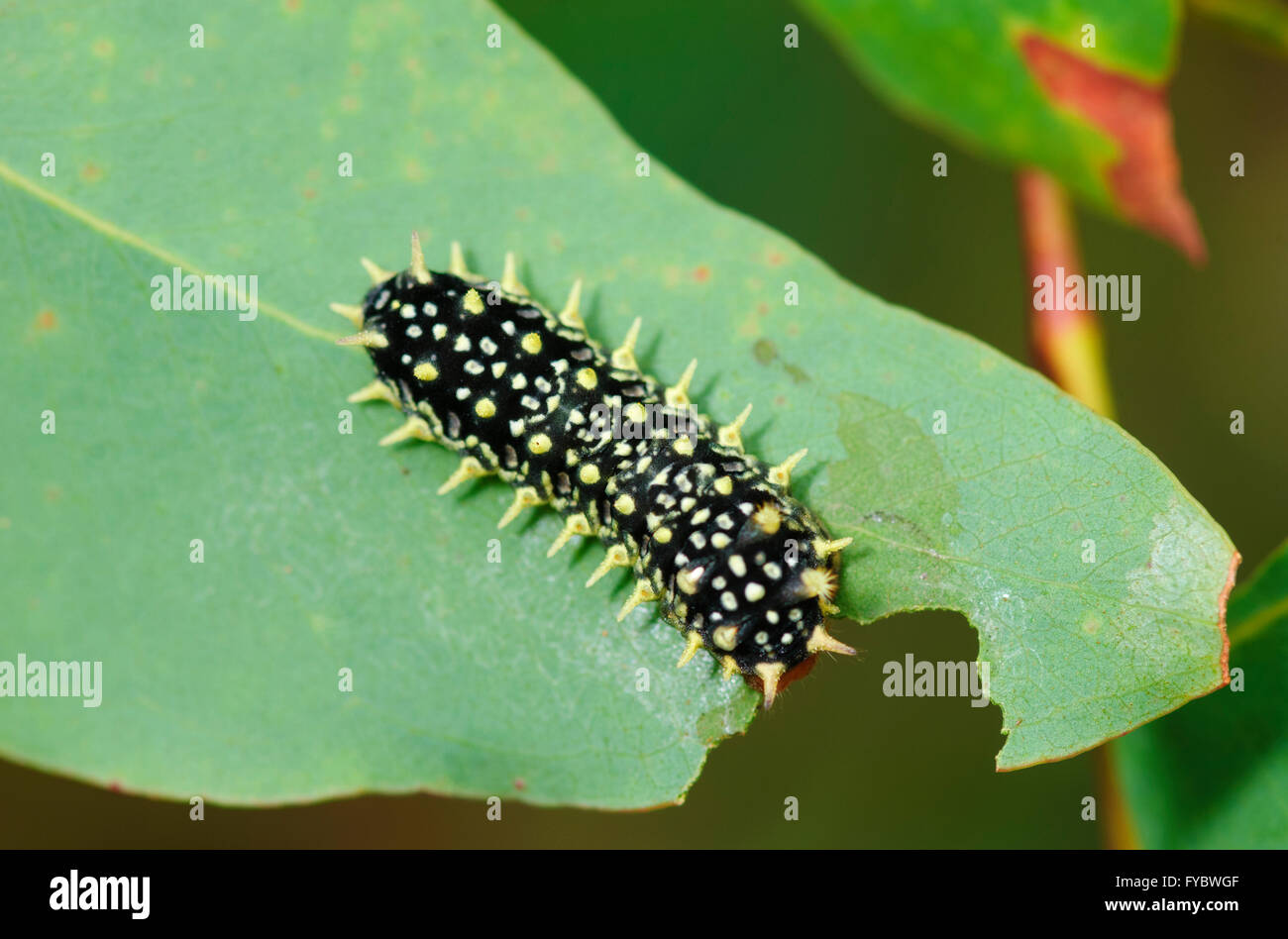 Black Slug Cup Moth (Doratifera casta), New South Wales, Australia Stock Photo