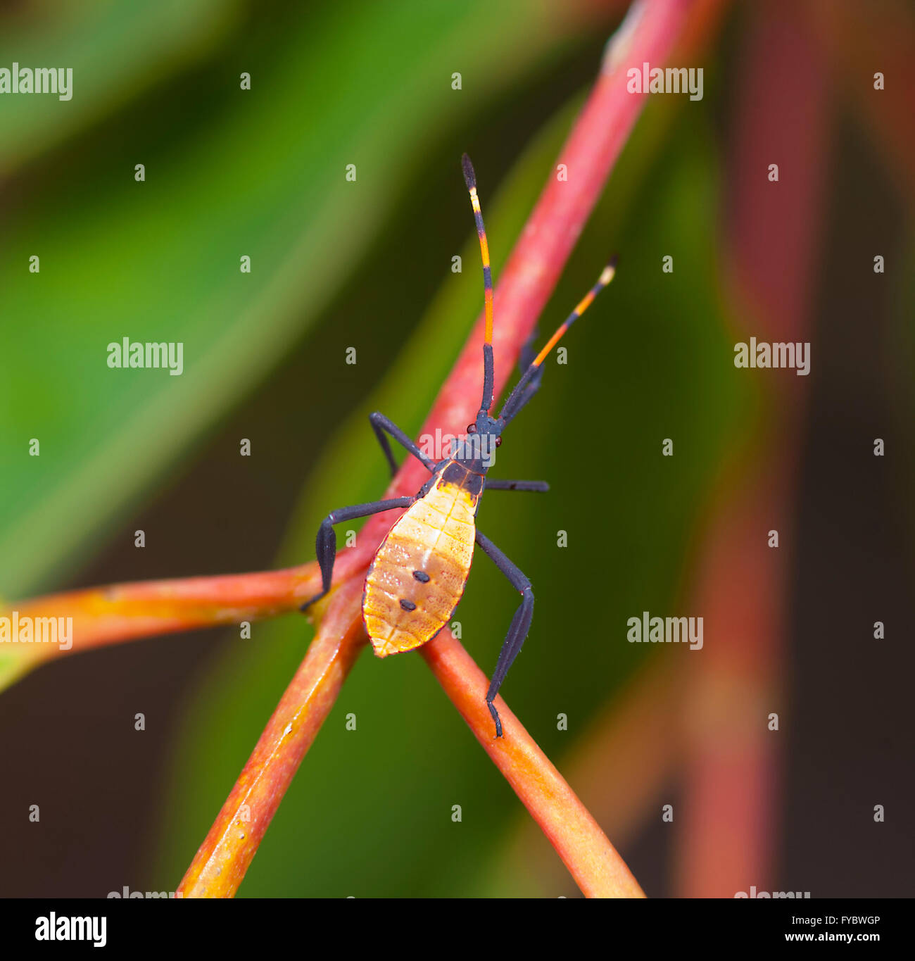 Eucalyptus Tip Bug Nymph (Amorbus alternatus), New South Wales, Australia Stock Photo Alamy