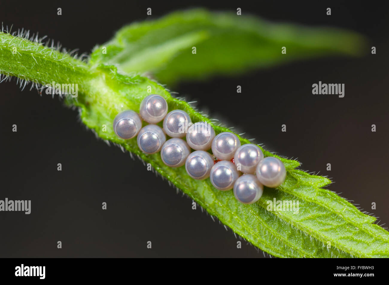Bug eggs hires stock photography and images Alamy