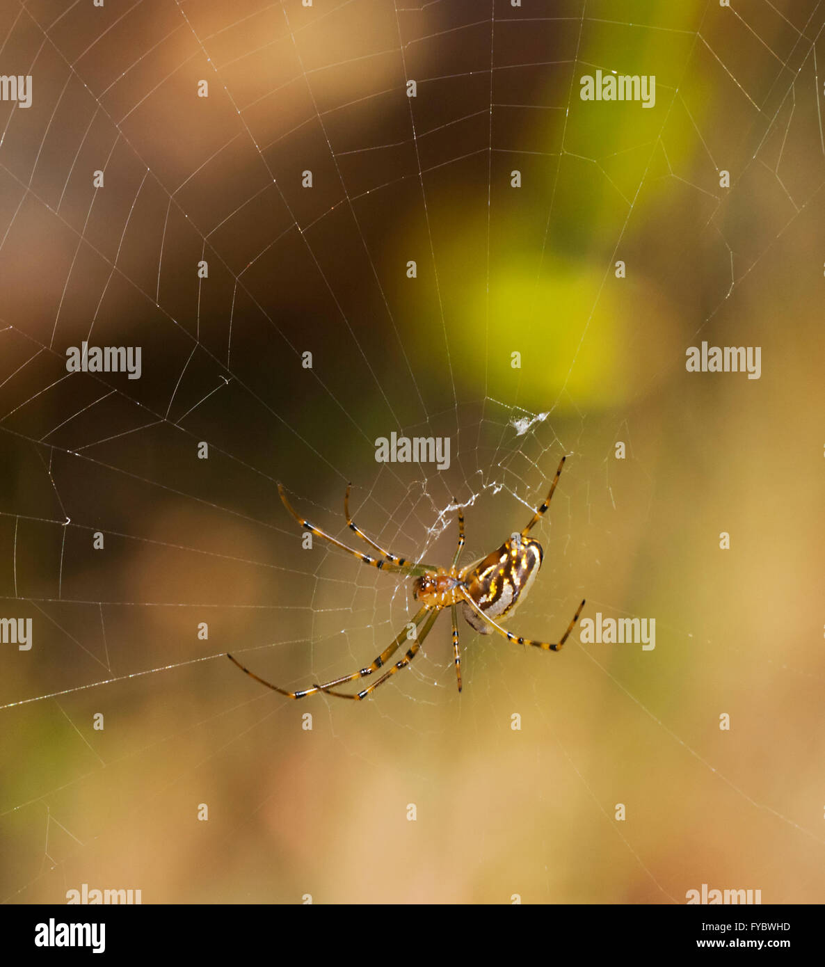 Silver Orb-spider (Leucauge granulata), New South Wales, Australia Stock Photo