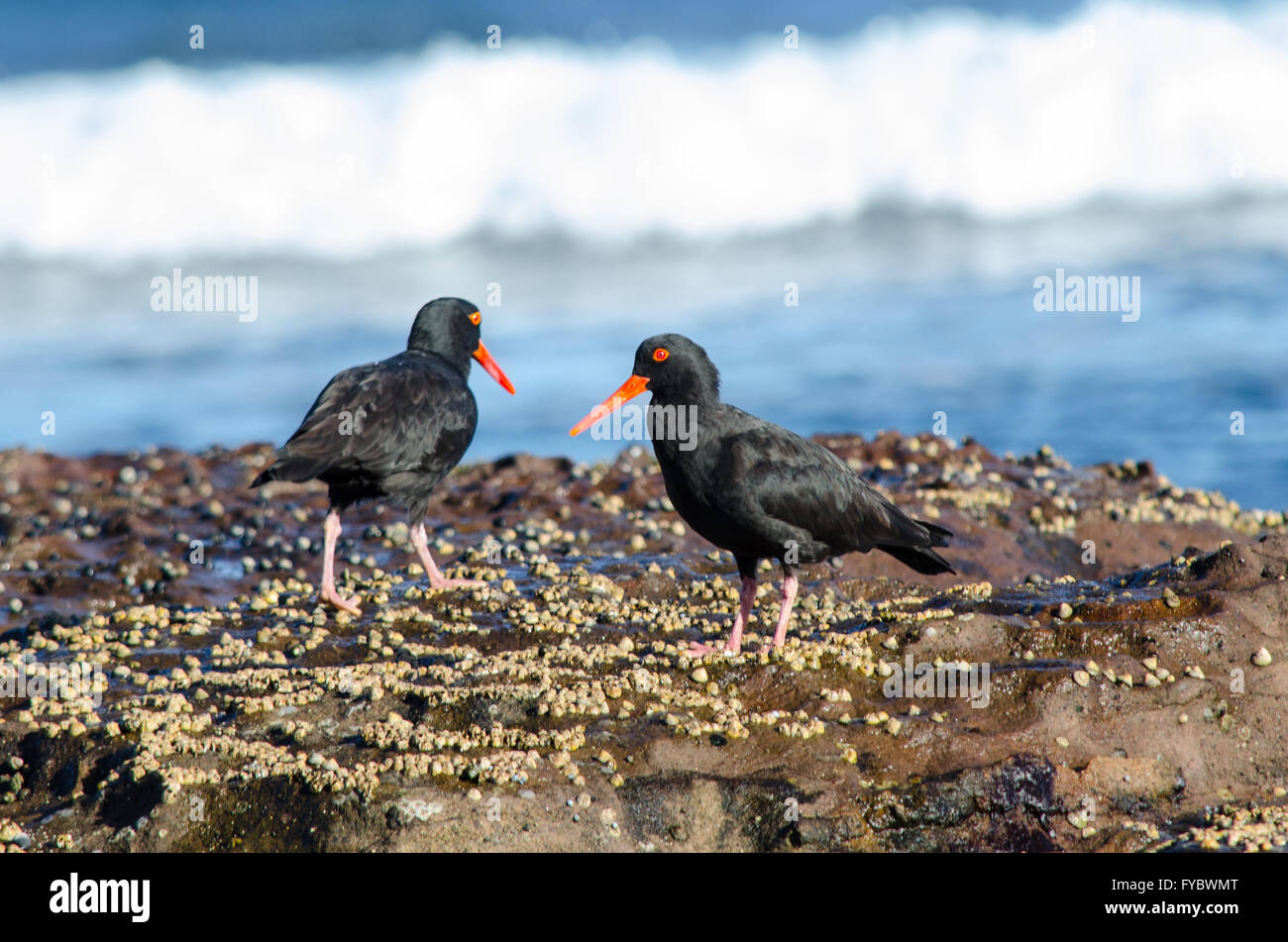 Sooty Oystercatcher Haematopus Fuliginosus feeding on the rocks Stock