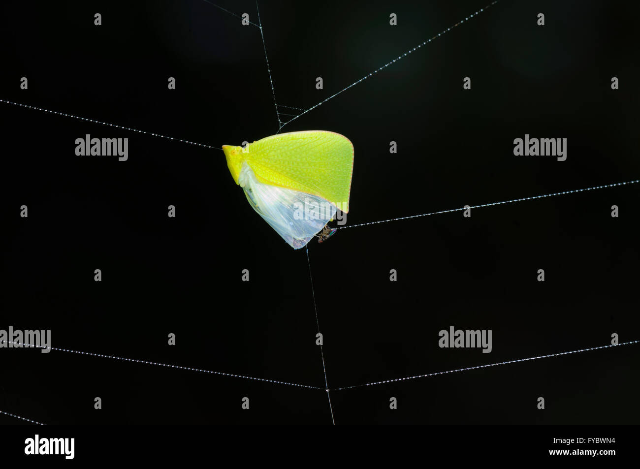 Green Mottled Planthopper (Siphanta hebes) caught in a spiderweb, Mt Annan, New South Wales, Australia Stock Photo