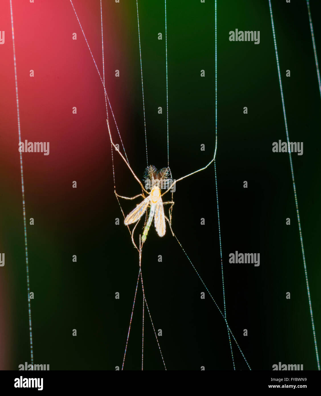 Insect caught in spider web hi-res stock photography and images - Alamy