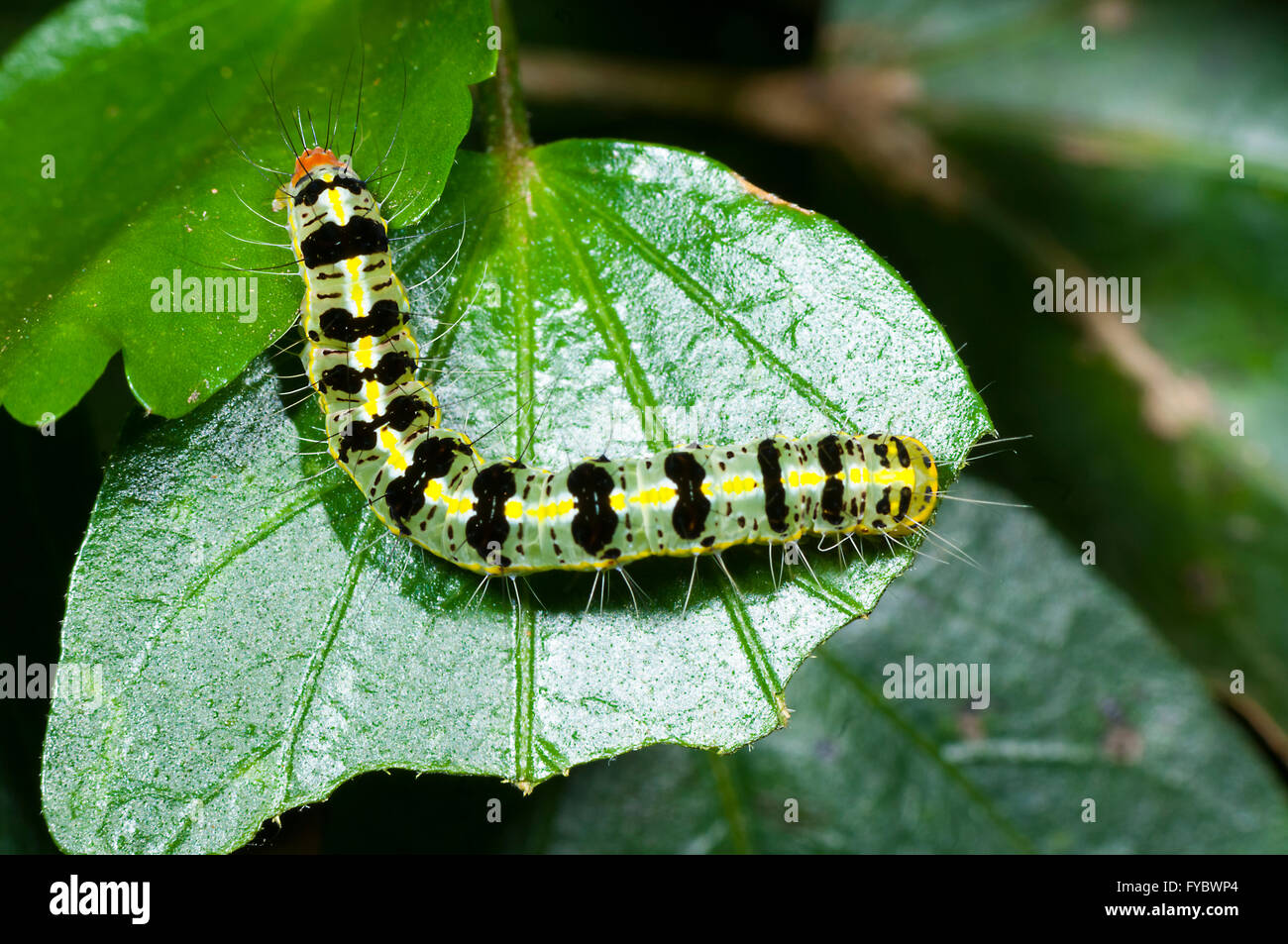 Australian caterpillars hires stock photography and images Alamy