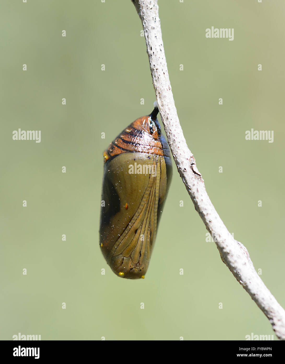 Butterfly chrysalis hires stock photography and images Alamy