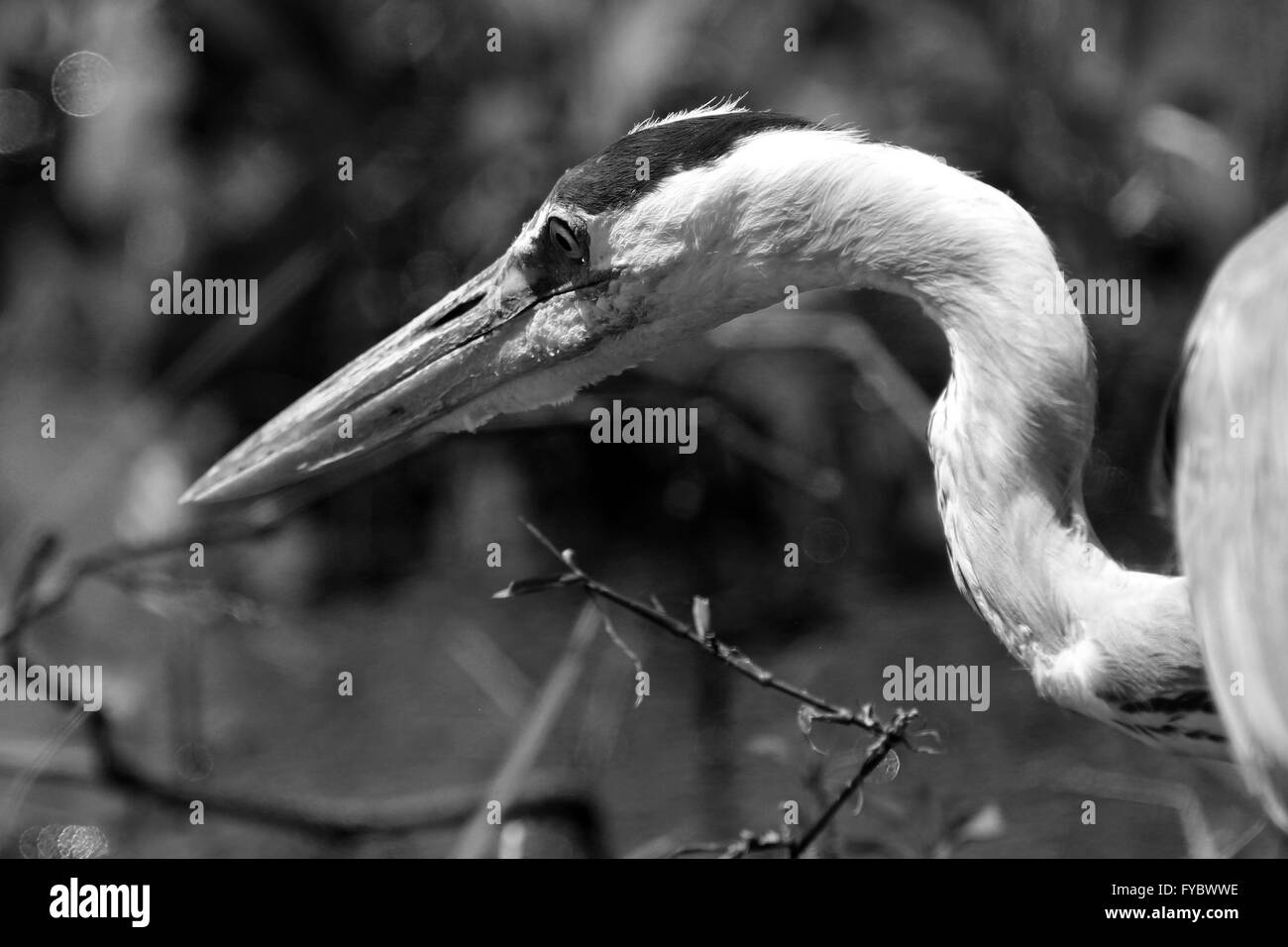 Close in on the head and neck of a Heron in Florida, USA. You can see the binocular eyes of the bird. April 2016 Stock Photo