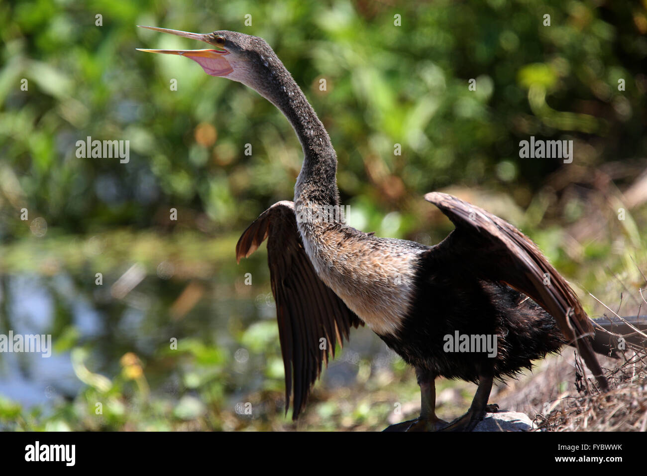 Cormorant with wings stretched in Florida USA, April 2016 Stock Photo