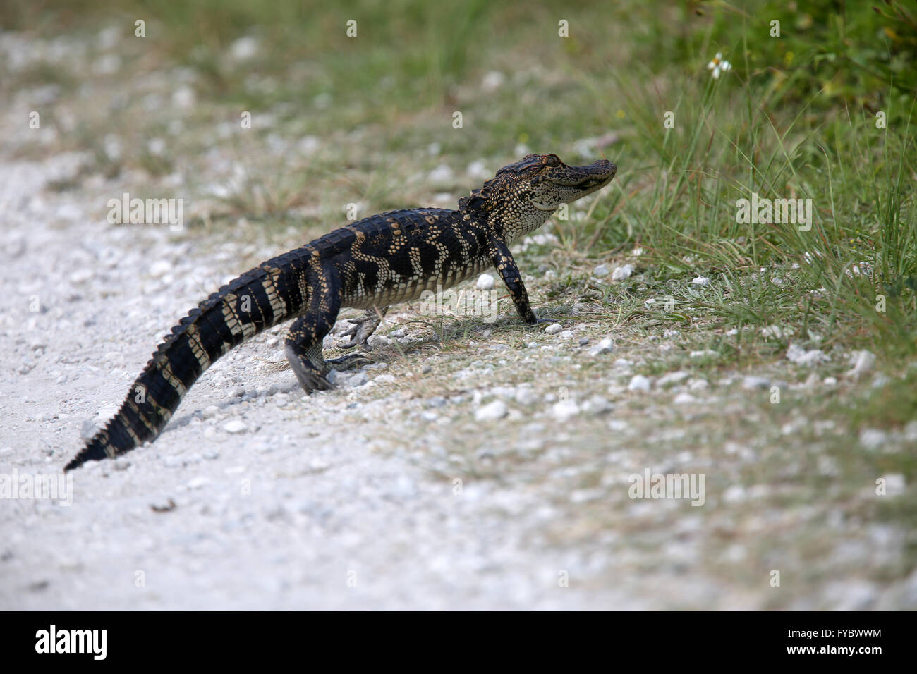 Young alligator crossing the trail path just in front of me!  twas approx 1.5m or 5ft long. April 2016 Stock Photo