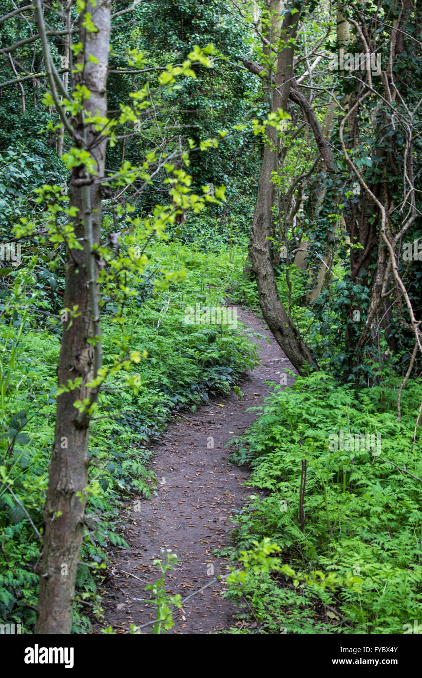 Dirt path through woodland in spring time Stock Photo