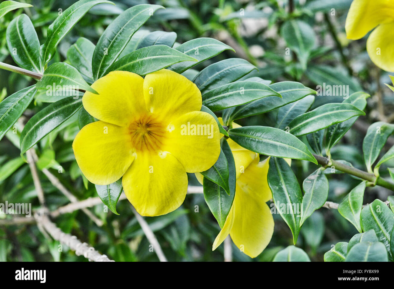 yellow trumpet flower tree in nature Stock Photo Alamy