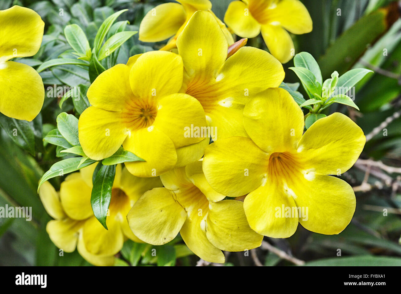 yellow trumpet flower tree in nature Stock Photo Alamy