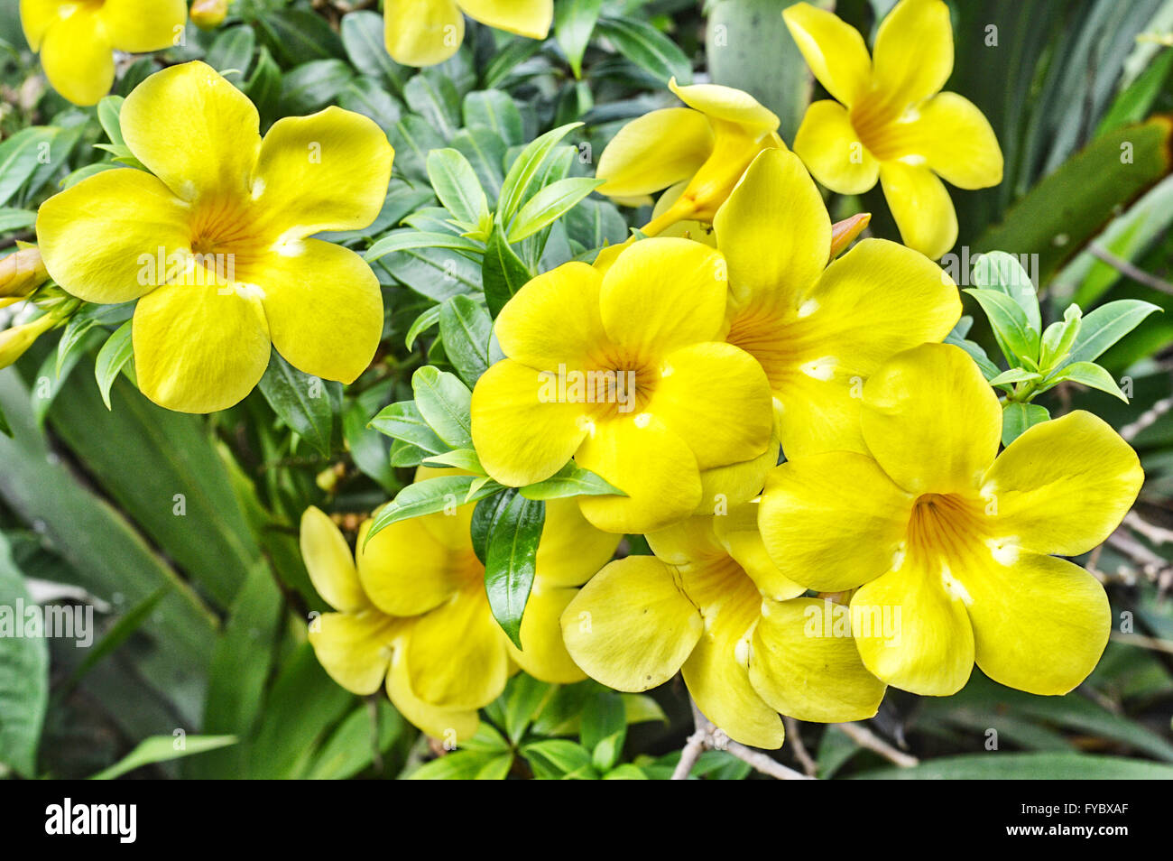 yellow trumpet flower tree in nature Stock Photo Alamy