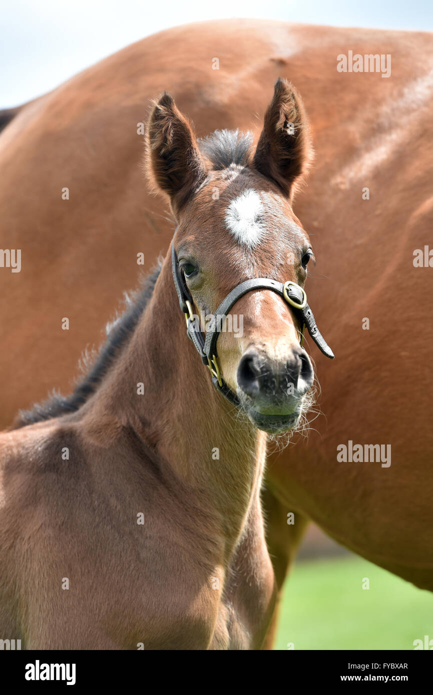 Thoroughbred foal bay with white star and head collar Racing Bred Stock Photo