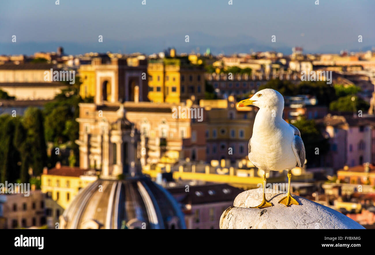 Closeup of a seagull with Rome city centre as background Stock Photo