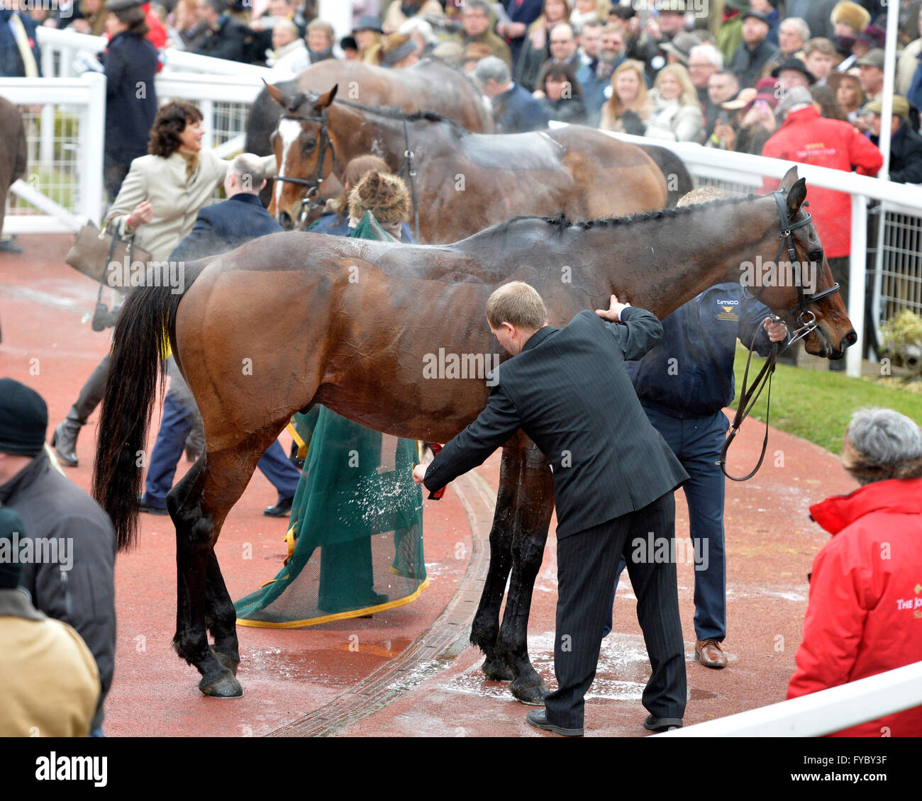 Cheltenham Gold Cup Day 18.03.16 Race 4 Gold Cup cooling horses down after steeplechase race Stock Photo