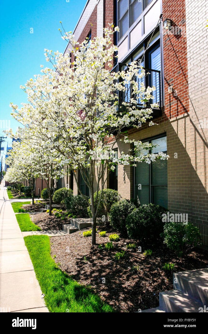 Spring blossoms on the dogwood trees in the suburbs of Nashville in