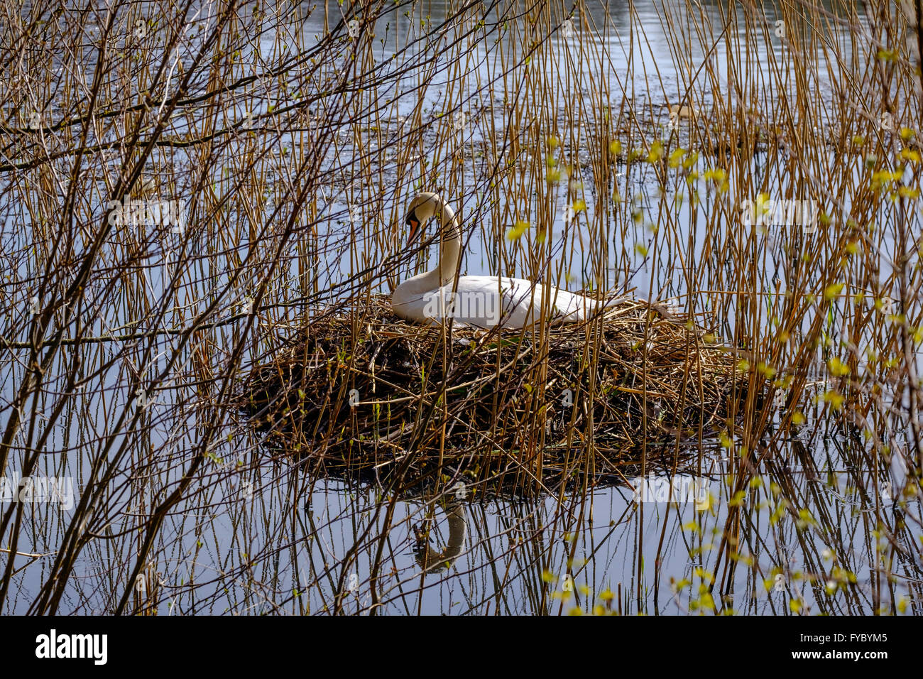 Mute swan sitting on nest of reeds floating among reeds in Cannop Ponds, Forest of Dean Gloucestershire Engalnd UK Stock Photo