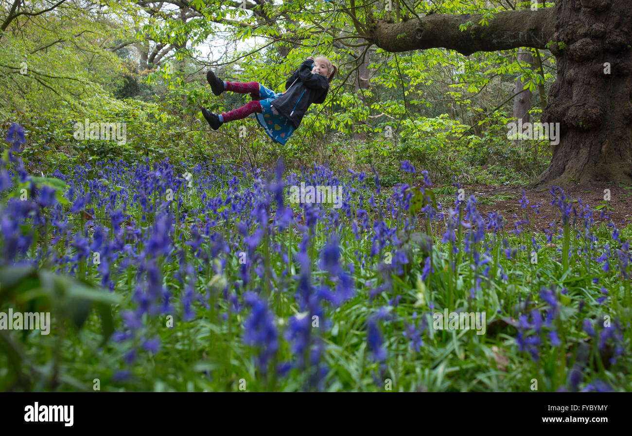 A young girl swings over a bluebell patch in a park on the Capital Ring Walk in Southeast London Stock Photo