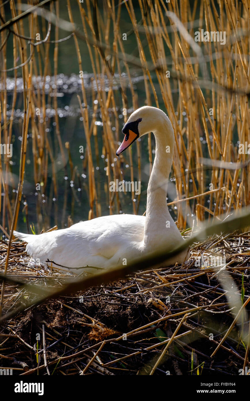 Mute swan sitting on nest of reeds on Cannop Ponds in spring in Forest of Dean, Gloucestershire England UK. Nest hidden by reeds Stock Photo