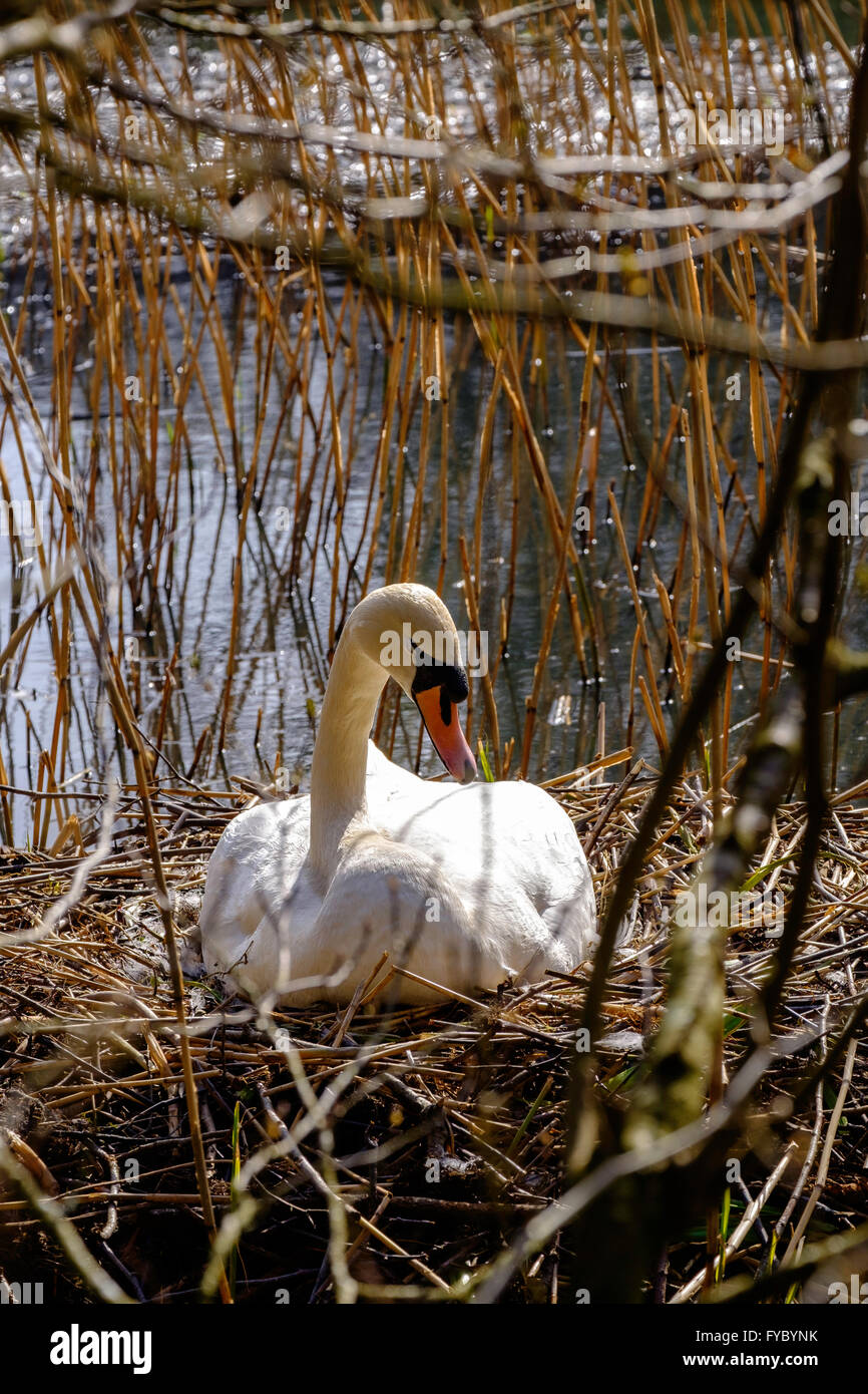 Mute swan sitting on nest in reeds in Cannop Ponds, Forest of Dean, Engalnd UK to hatch eggs. April Stock Photo