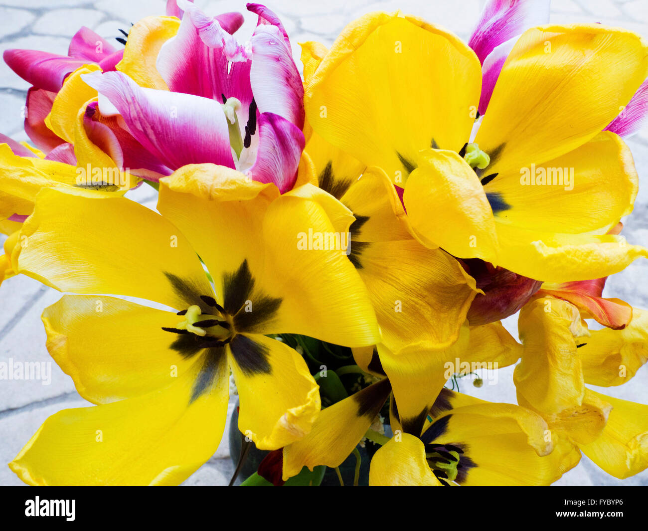 Get well card with pink tulips hi-res stock photography and images - Alamy