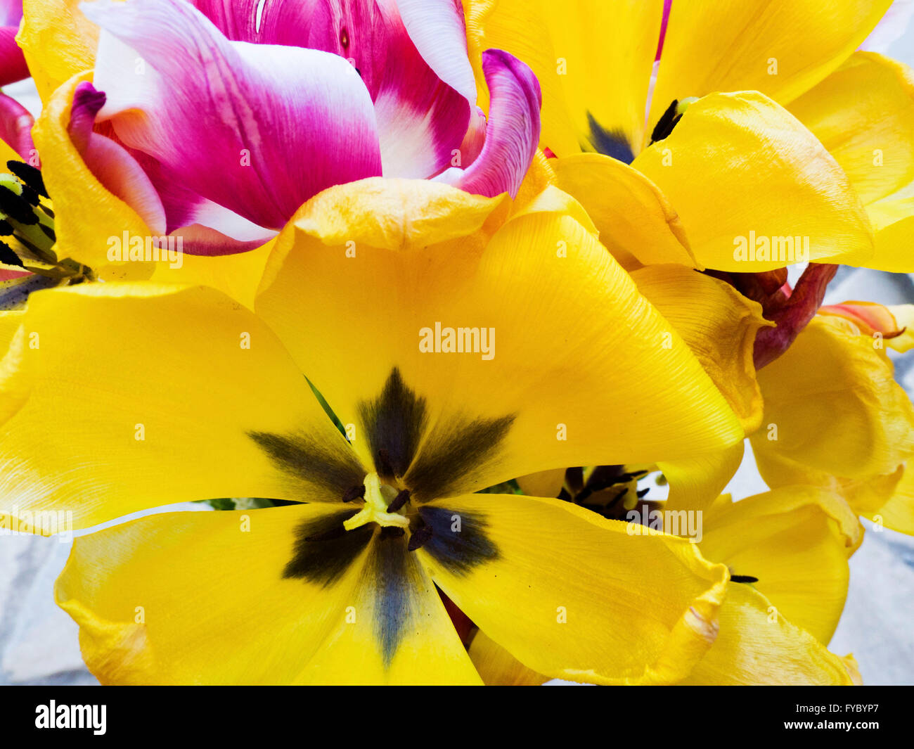 yellow pink tulips Stock Photo - Alamy