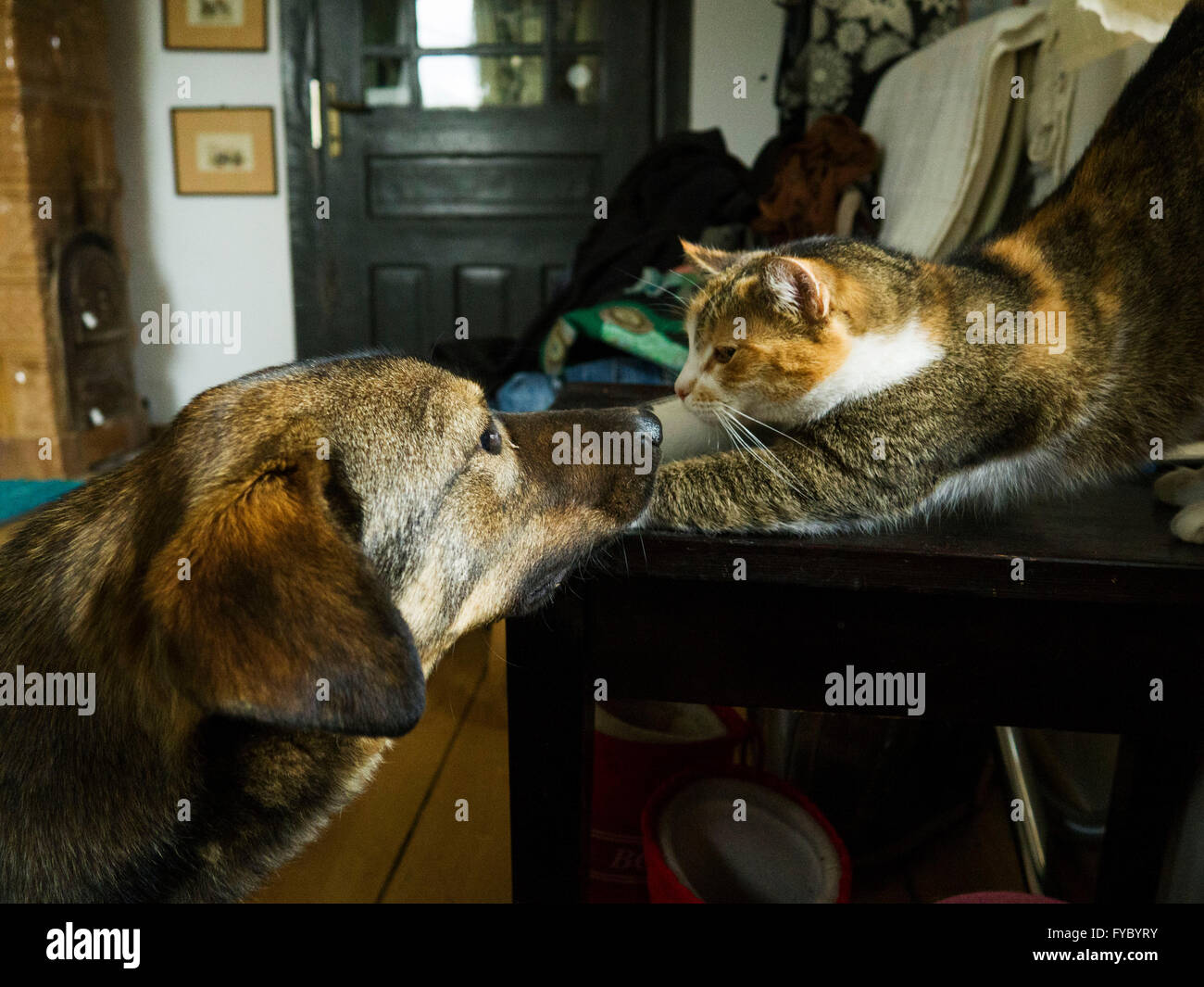 dog and cat best friends, countryside pets Stock Photo Alamy