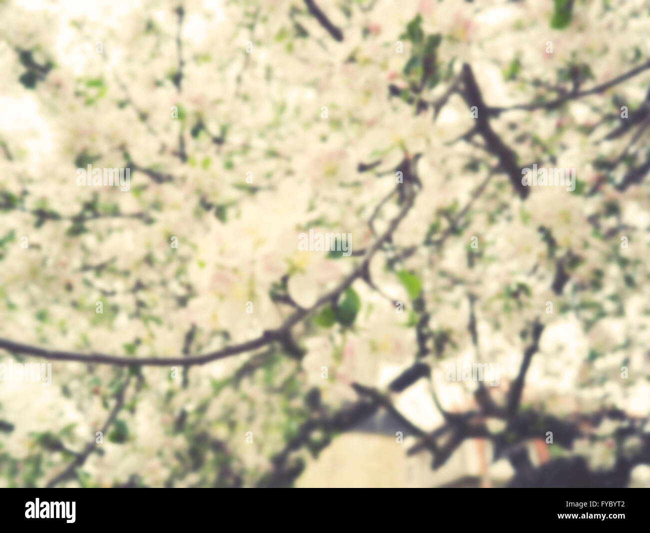 vintage cheryy blossom blurred background Stock Photo - Alamy