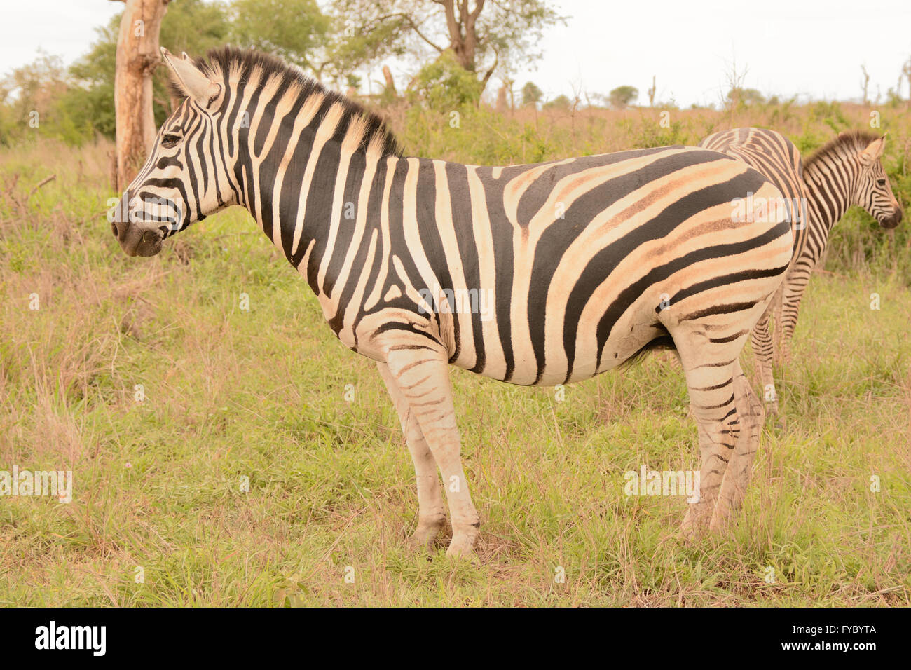 Burchell's zebra standing alert to sounds in the bush before moving