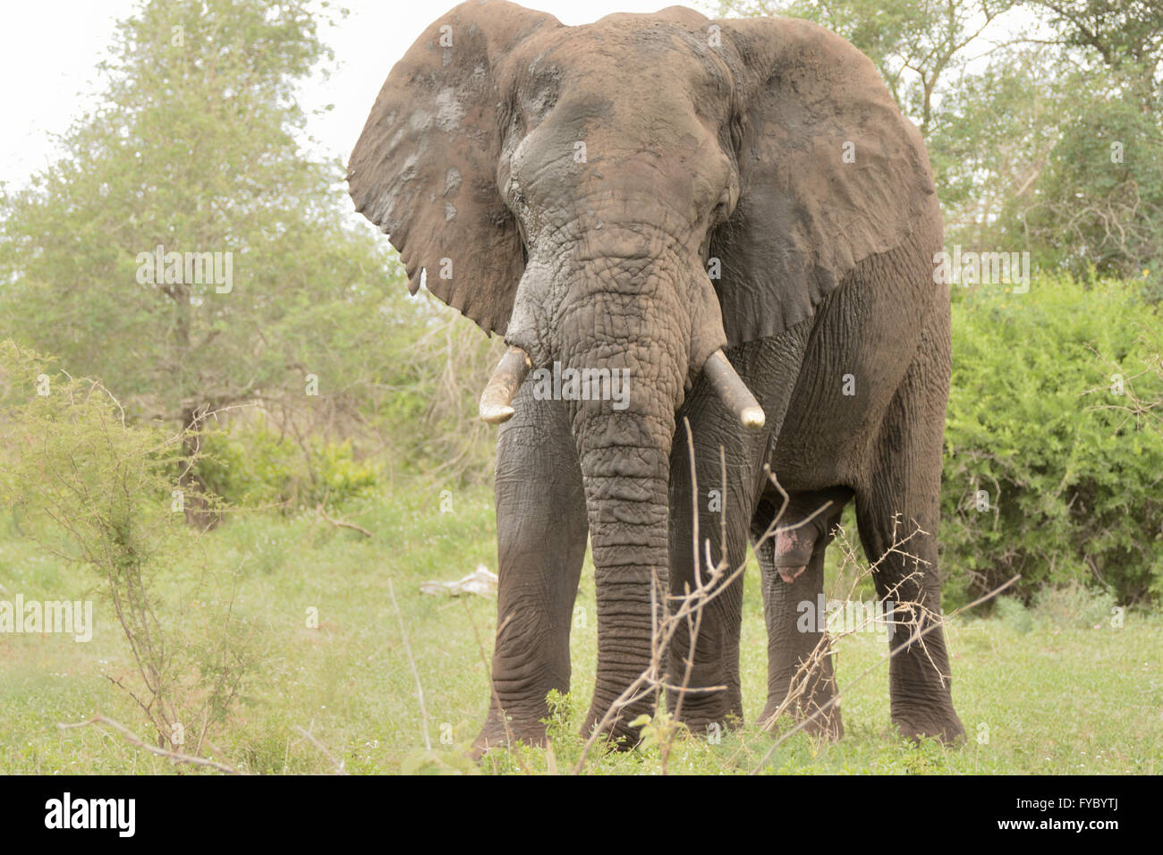 African elephant bull digging for roots with his front feet Stock Photo