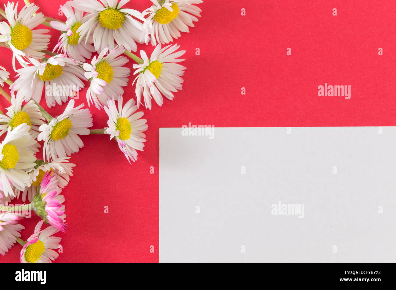 Chamomile flowers on red background Stock Photo