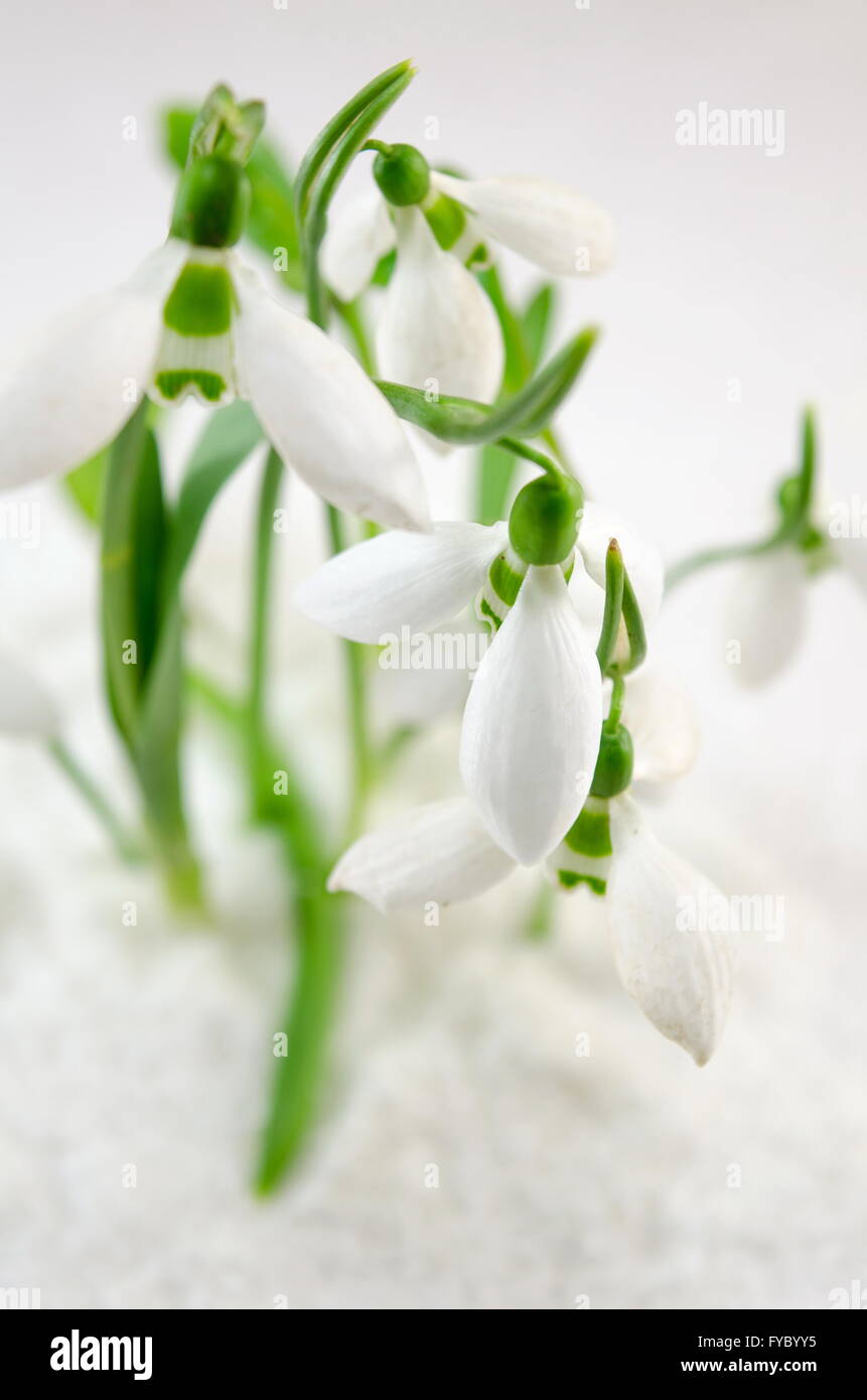 Snowdrops flowers growing from the snow close up Stock Photo