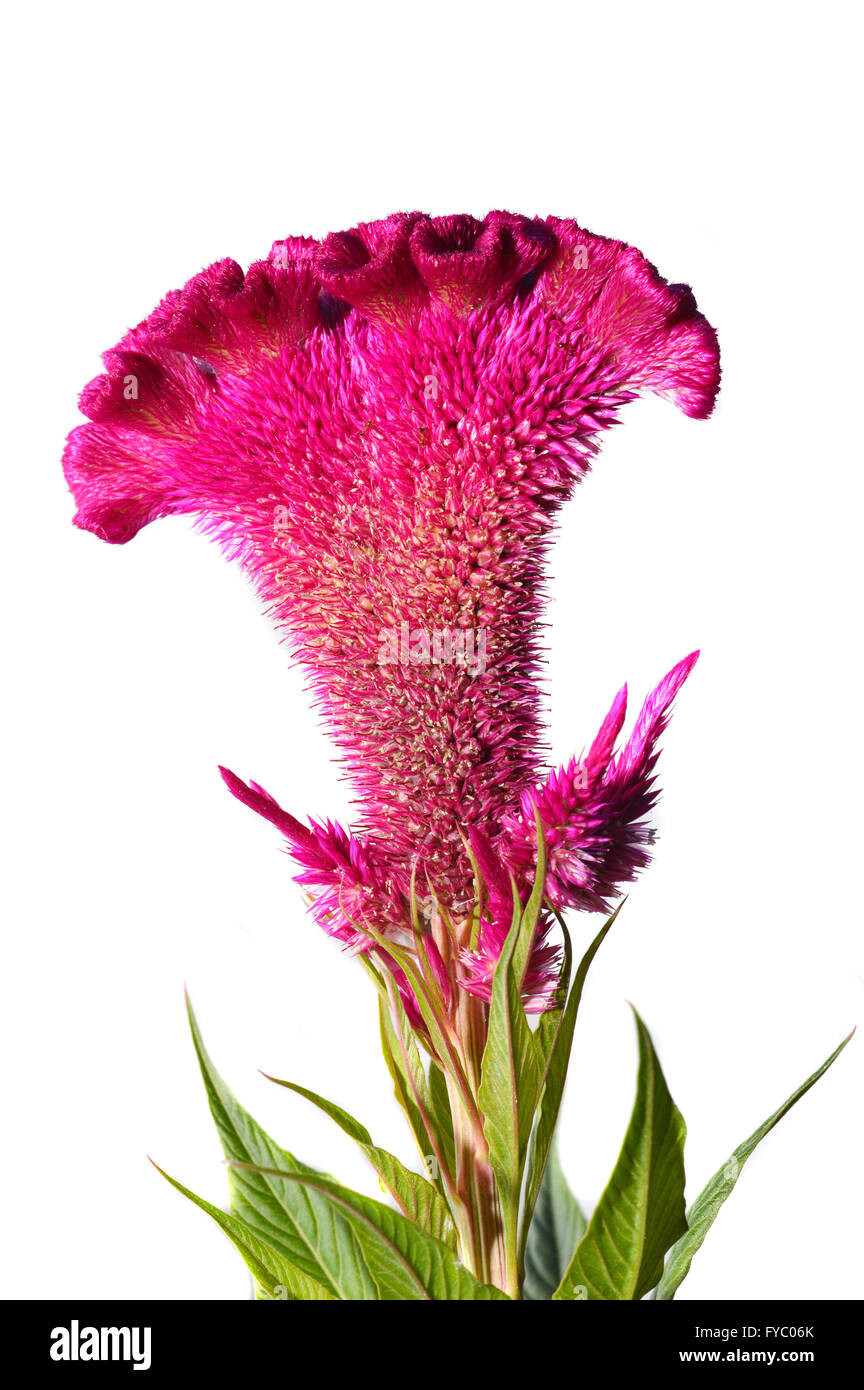 celosia or crested chicken flower Stock Photo