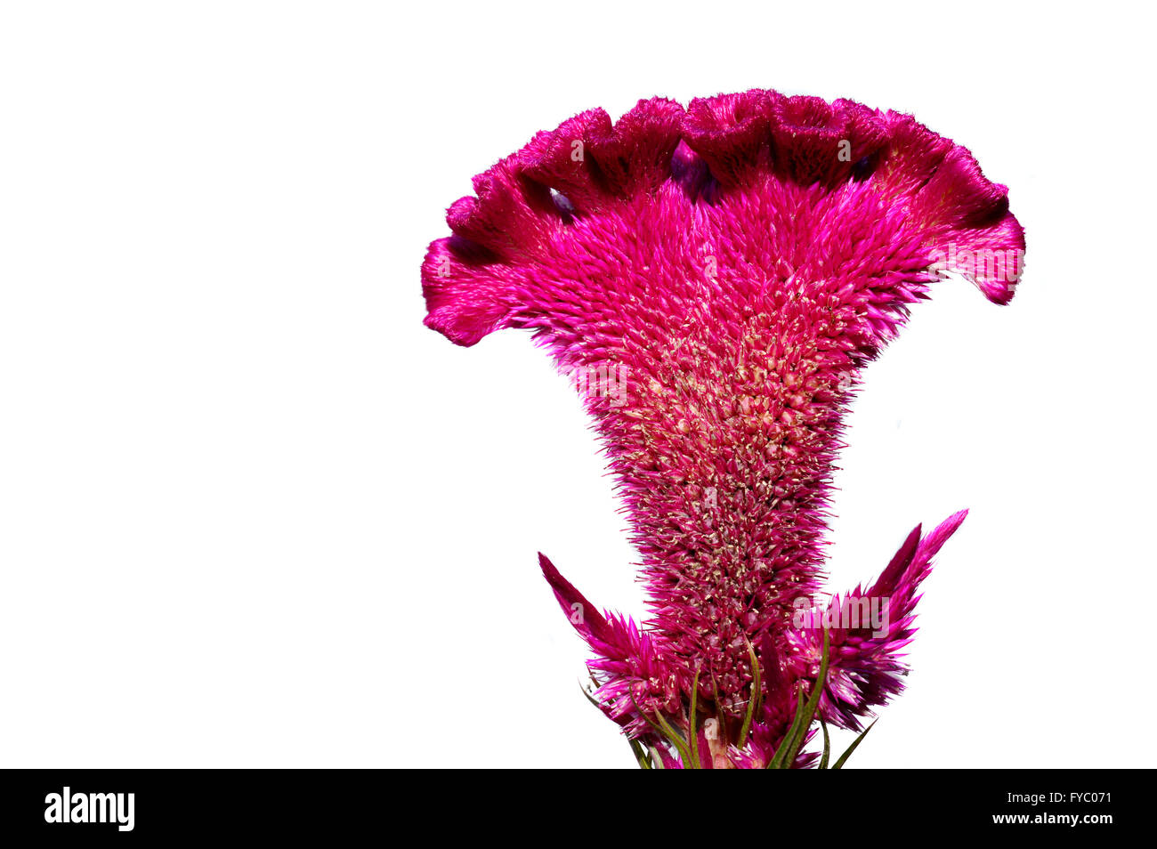 Red velvet celosia Cut Out Stock Images & Pictures - Alamy