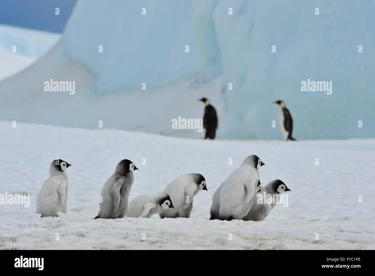 Emperor Penguins chicks Stock Photo - Alamy