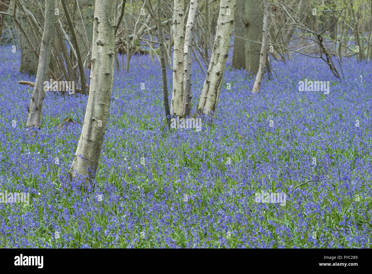 lots of bluebells in an ancient beech oak and silver birch woodland covering the floor ground beneath tree canopy Stock Photo