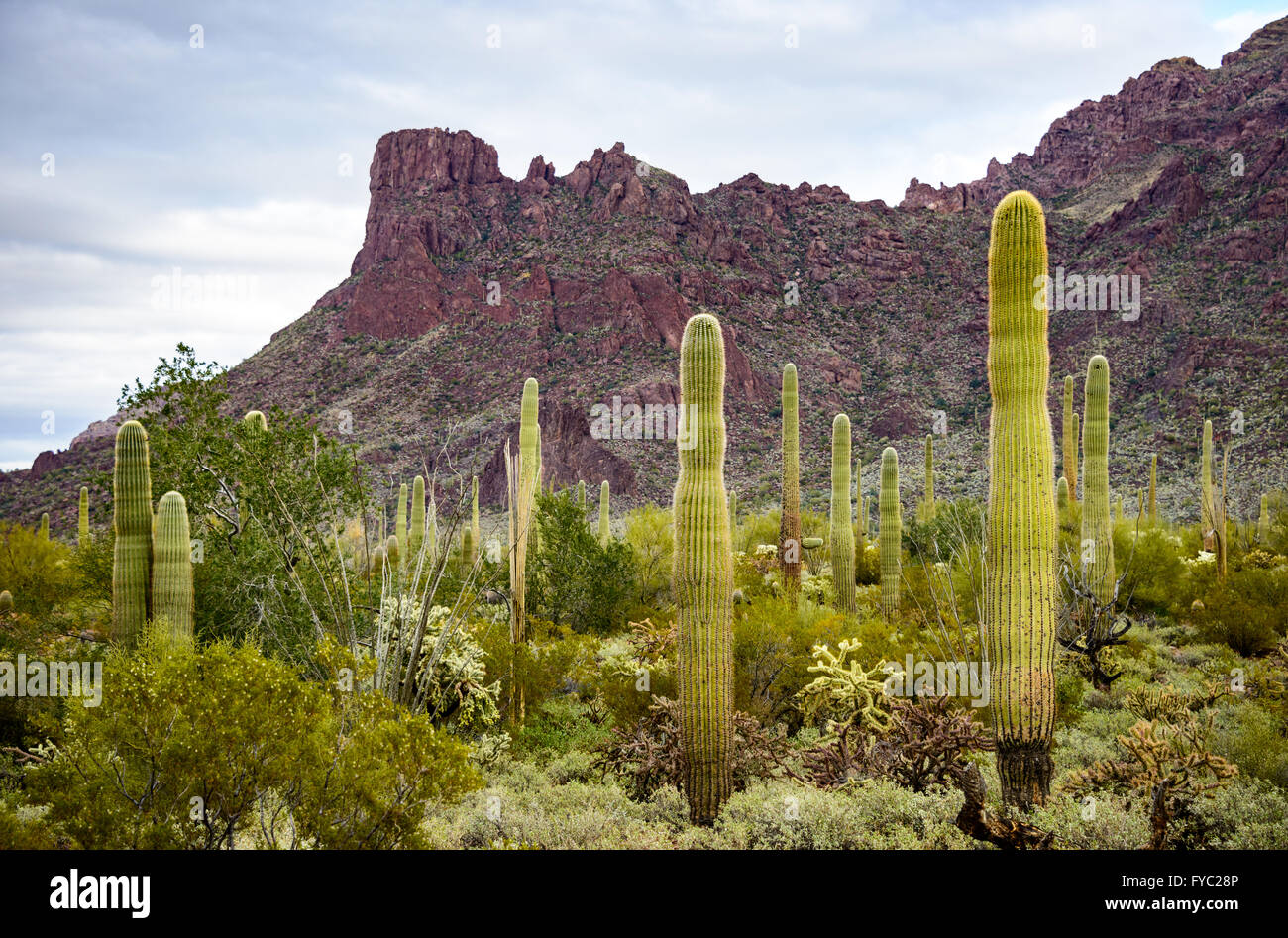 Organ Pipe Cactus National Monument Stock Photo Alamy