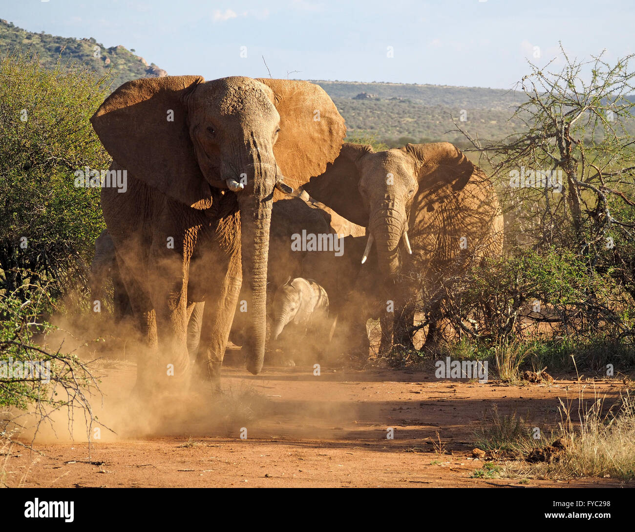 baby African elephant (Loxodonta Africana) in cloud of red dust kicked up by herd members angry at presence of wild dogs nearby Stock Photo