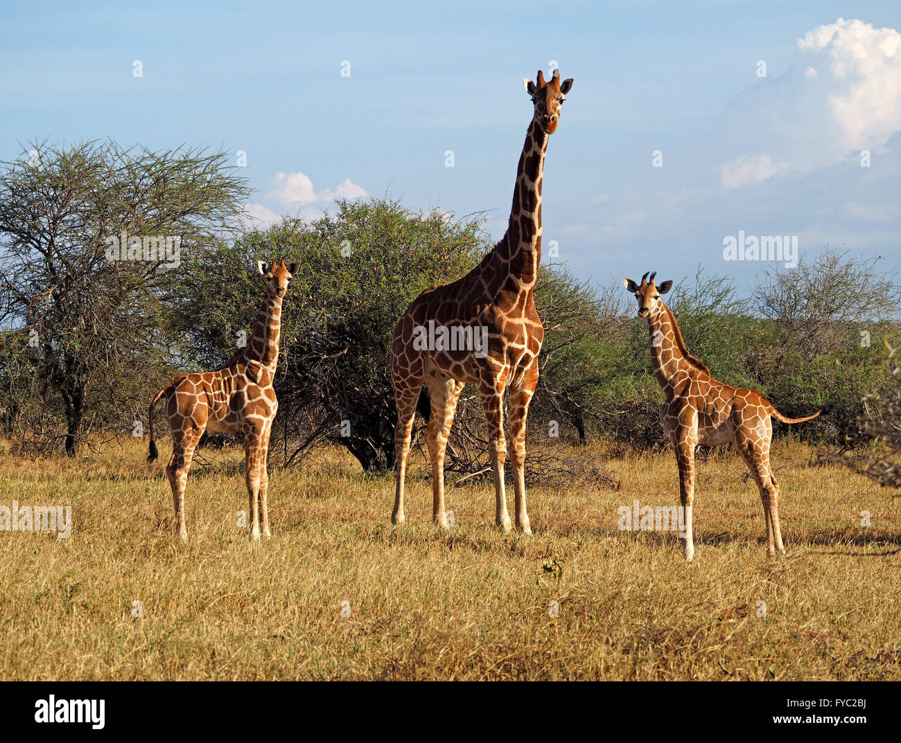 rare Reticulated Giraffe (Giraffa camelopardalis reticulata) mother & two calves spaced symmetrically - one shaking tail - Laikipia bush country,Kenya Stock Photo